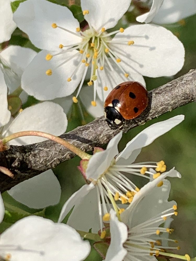 Фотография автора Ирина Шпаковская