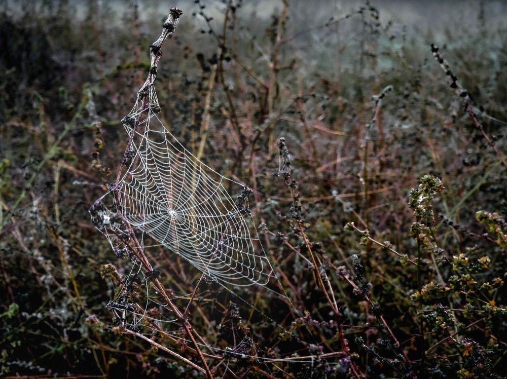 Photograph by Лариса Когтева