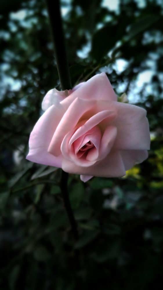 Photograph by Kafia Nazut Nizhum