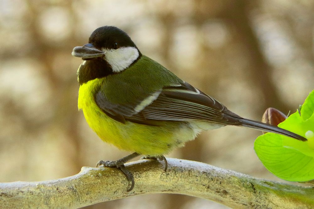 Photograph by Elena Dementova