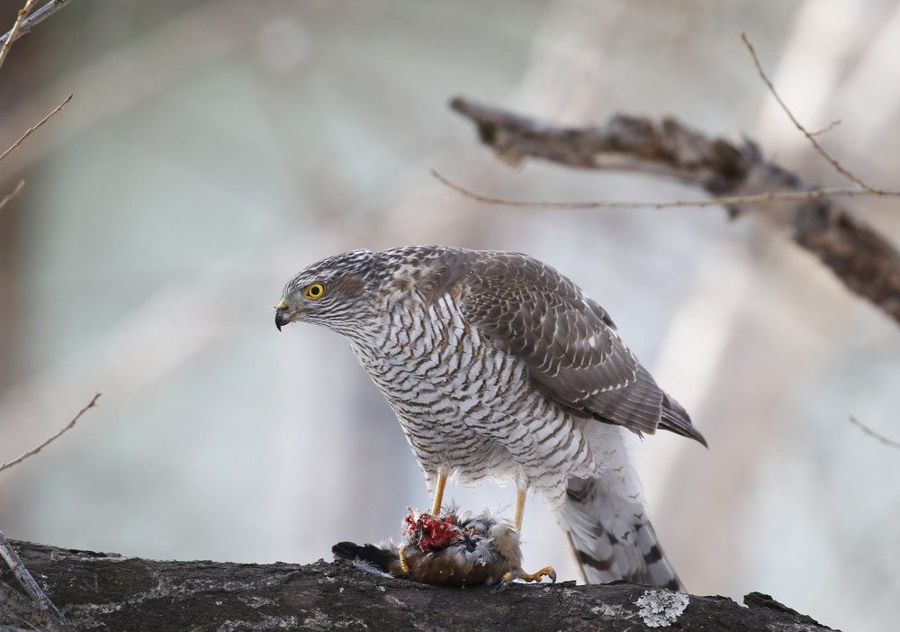 Photograph by Наталья Турчик