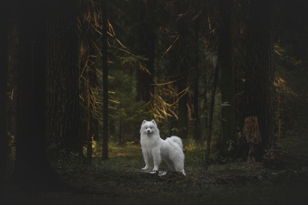 Photograph by Евгения Майорова