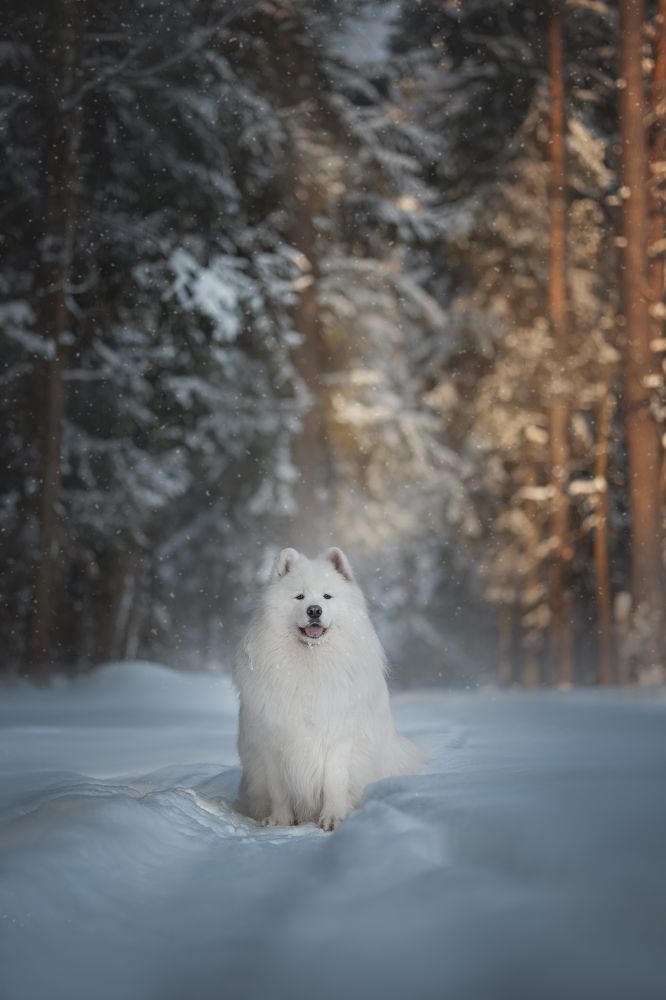 Photograph by Евгения Майорова