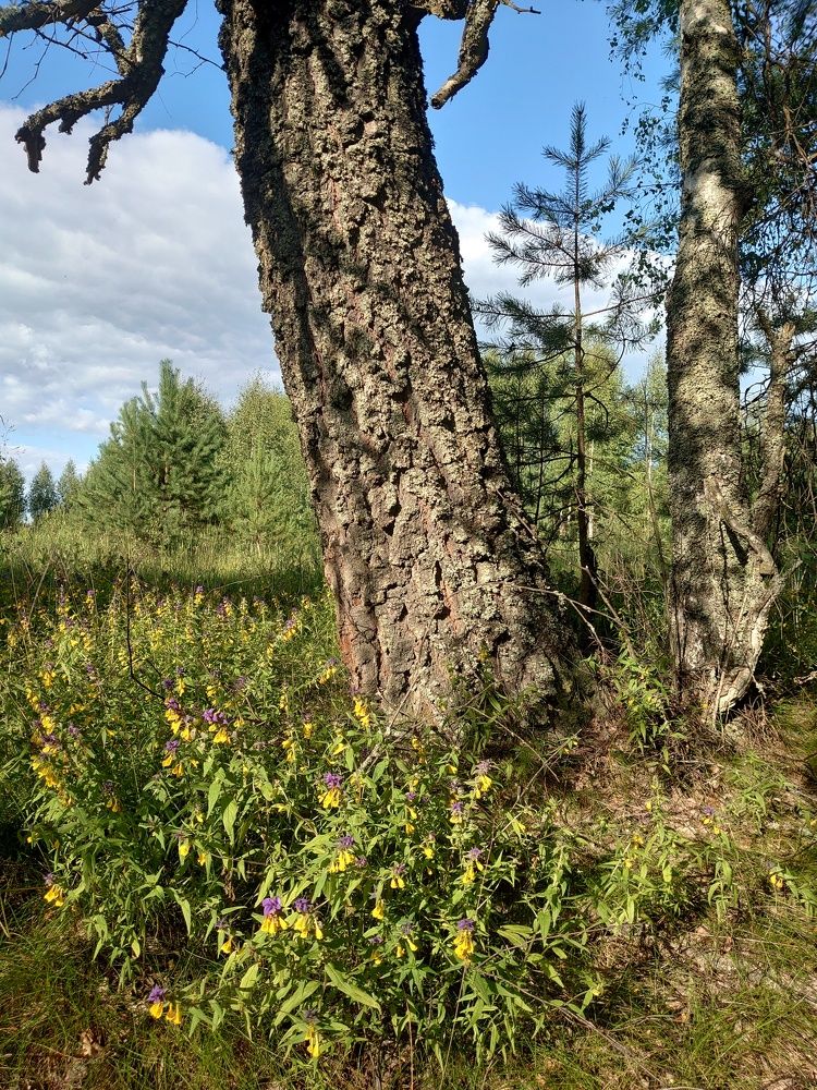 Photograph by Наталия Игоревна