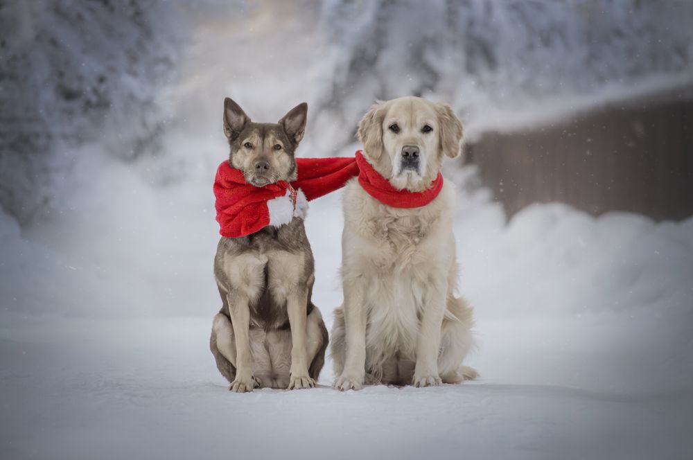 Фотография автора Ritus20018