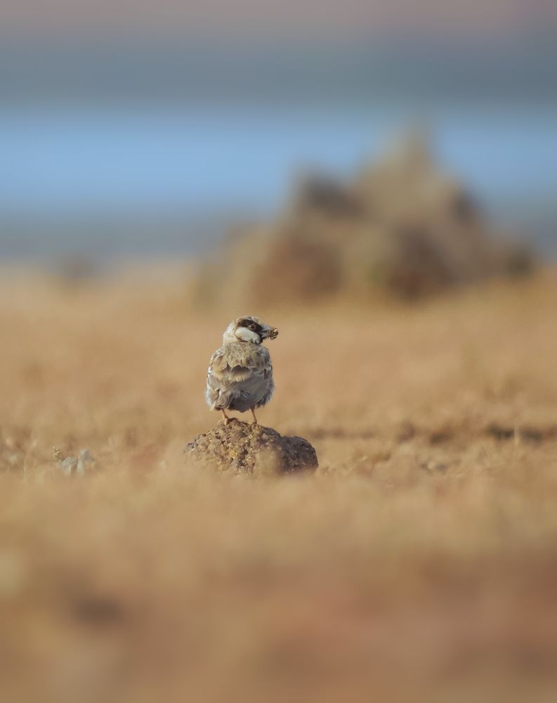 Photograph by Anshuman Pradhan