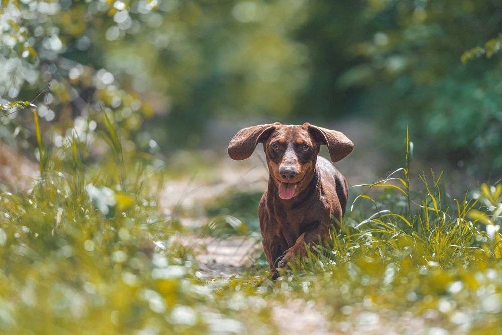 Фотография автора Ольга Тенилова