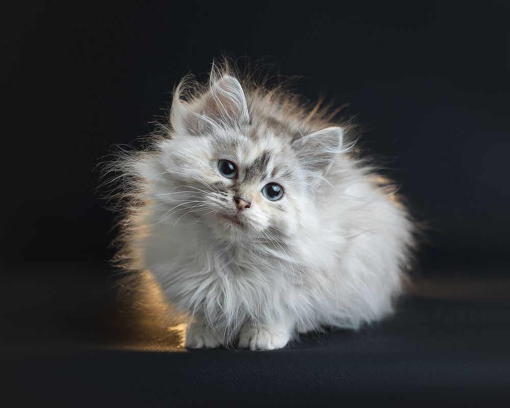 Кошка по имени Груша