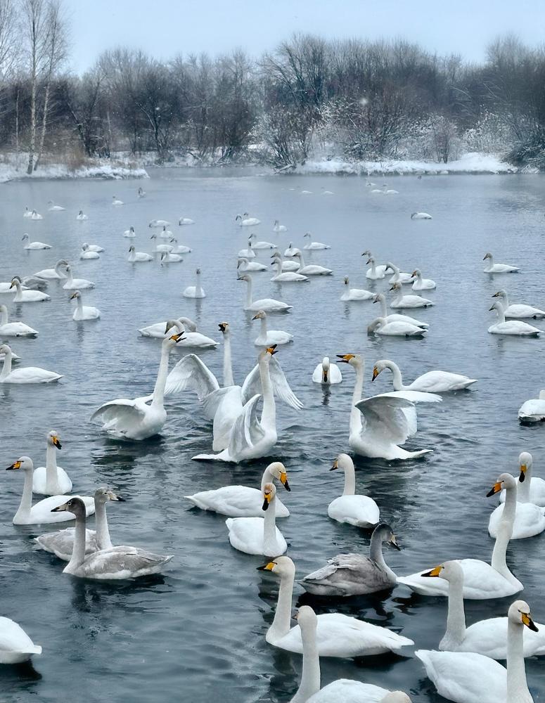 Photograph by Svetlana Rashidova