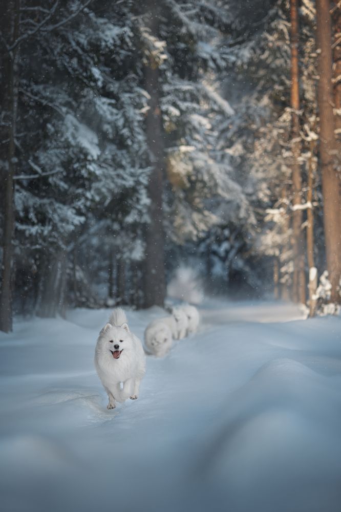 Photograph by Евгения Майорова