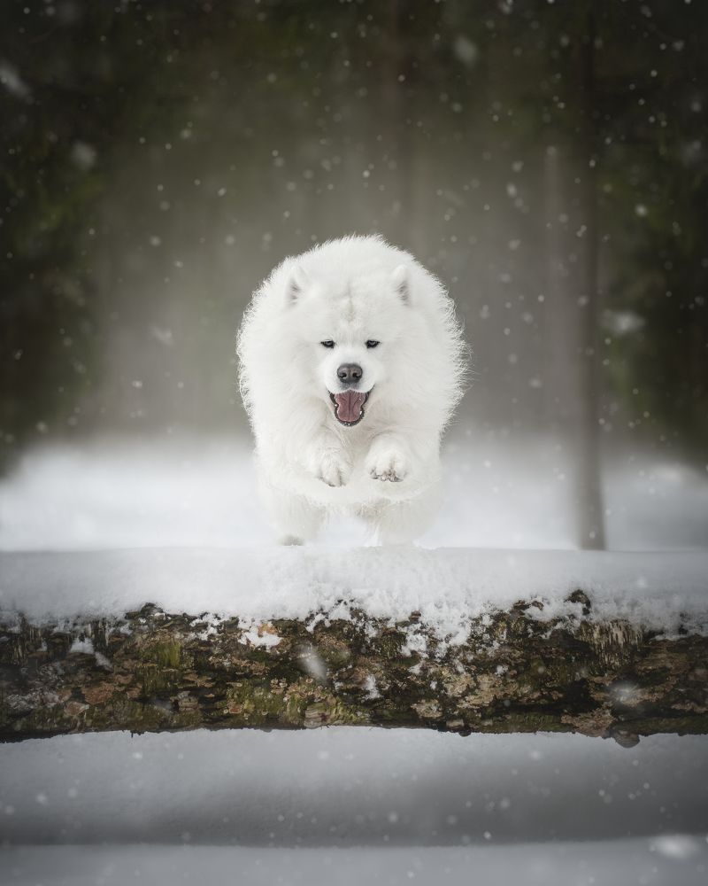 Photograph by Евгения Майорова