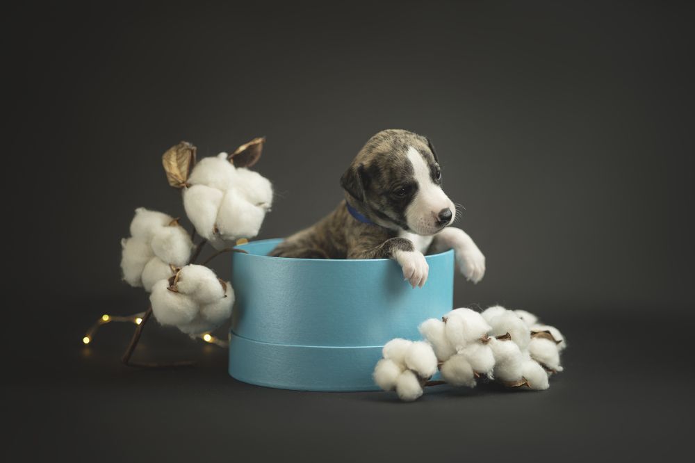 Photograph by Евгения Майорова