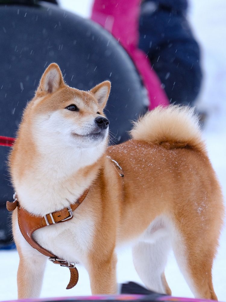 Фотография автора Александр Высоцкий