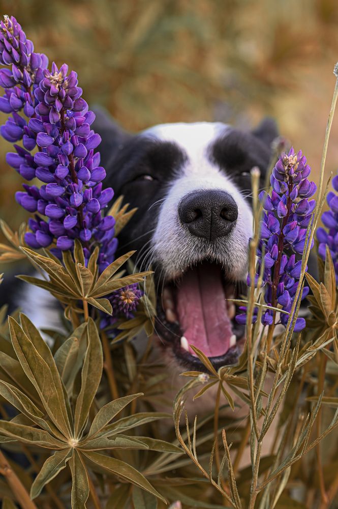Фотография автора Людмила Капустина