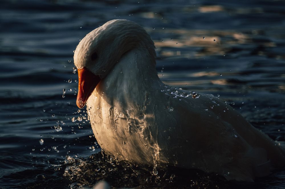 Фотография автора Oleg Gurev