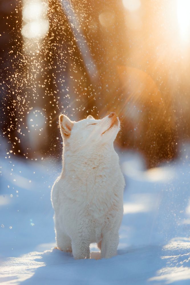 Фотография автора Екатерина Киреева