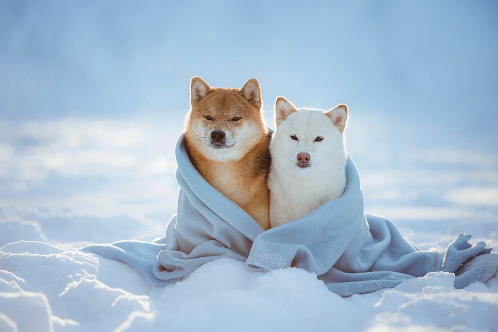 Вместе теплее:)