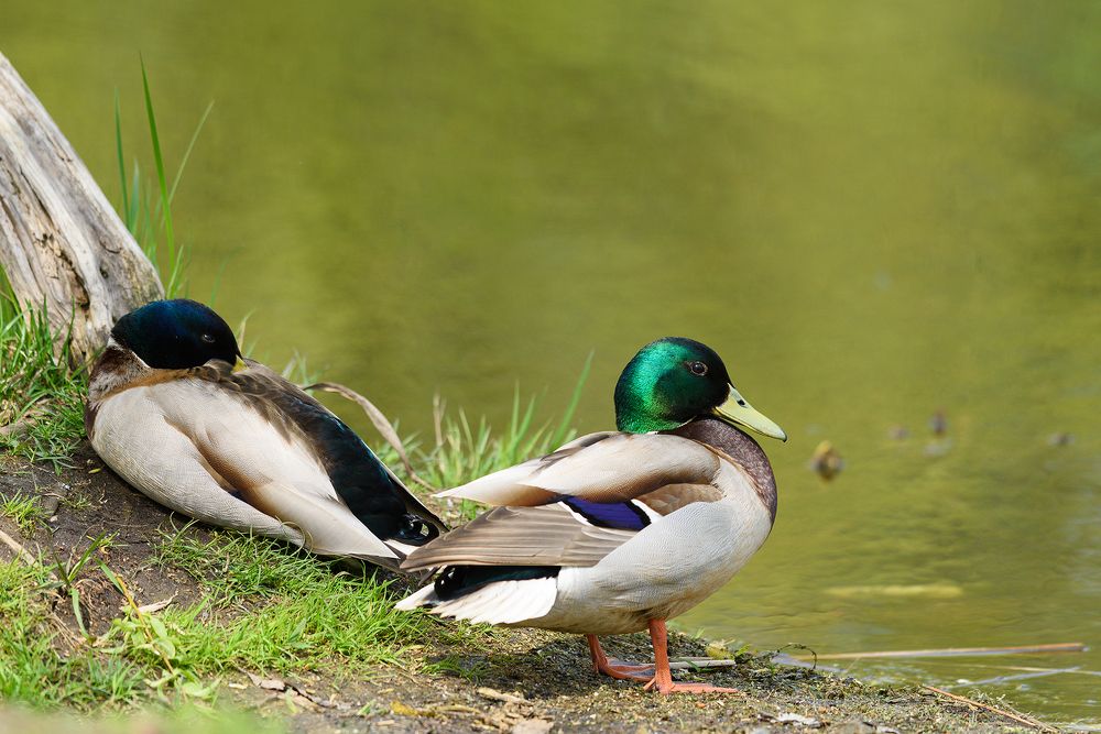 Фотография автора Александр Добыш