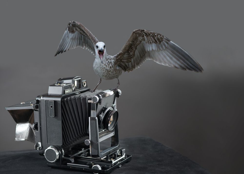 Птичка фотографа