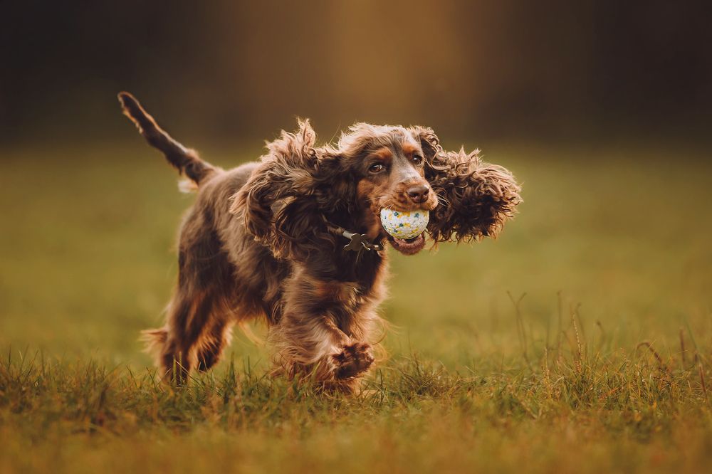 Фотография автора Екатерина Киреева