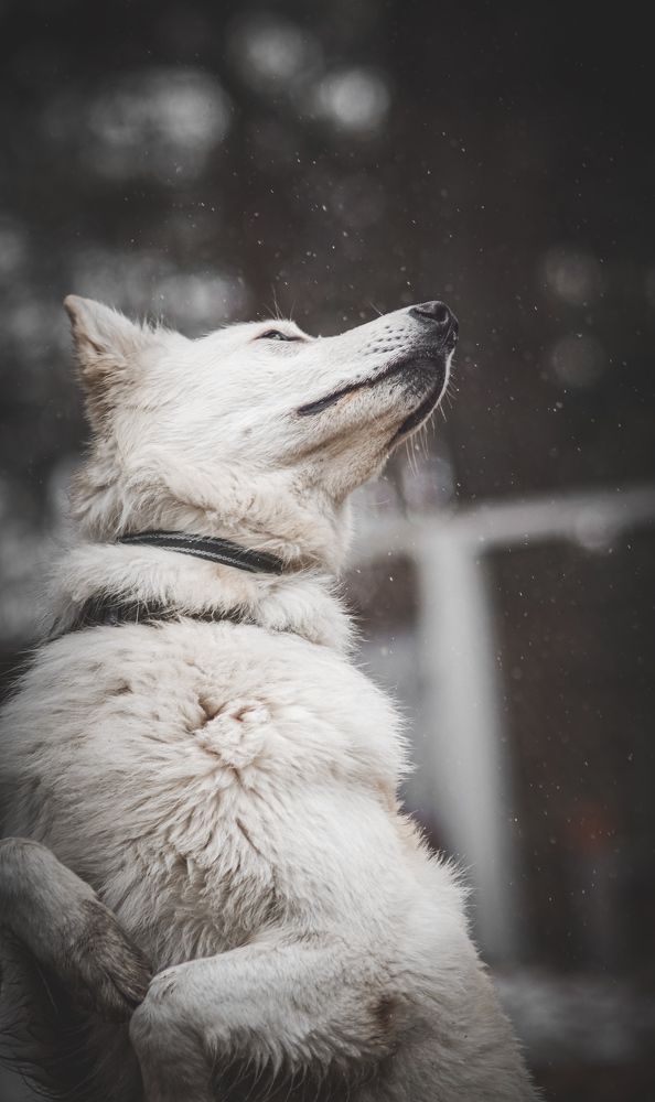 Photograph by Алина Плотникова