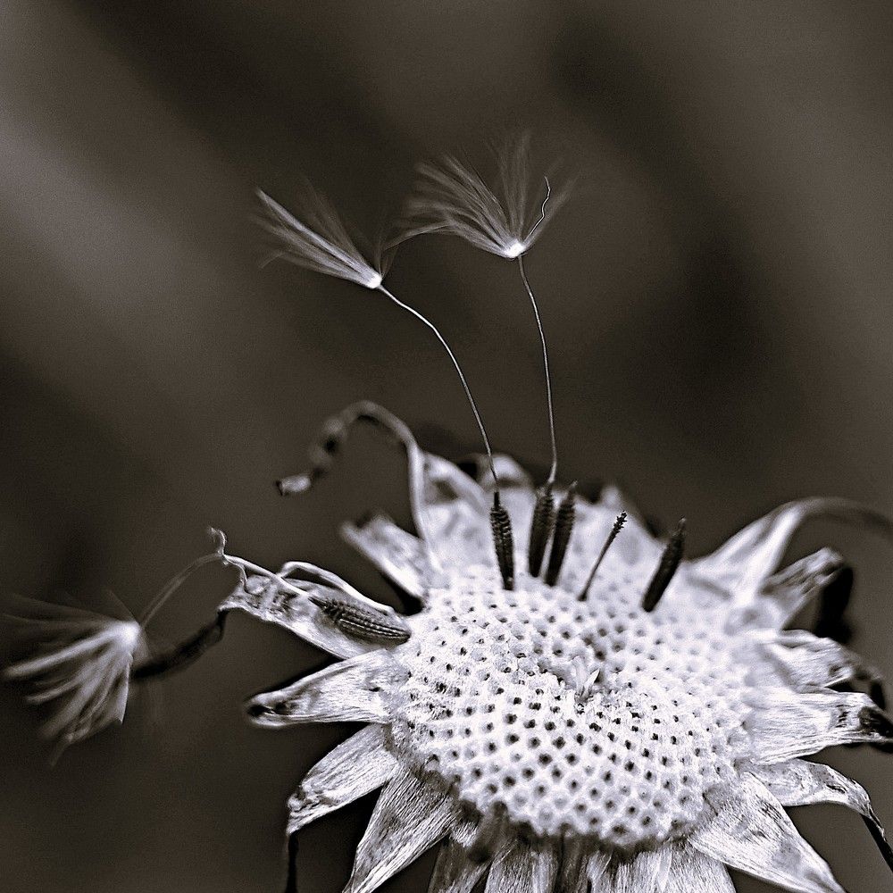 Photograph by Елена Одынец