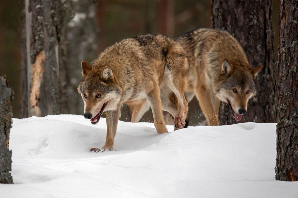 Идущие по следу