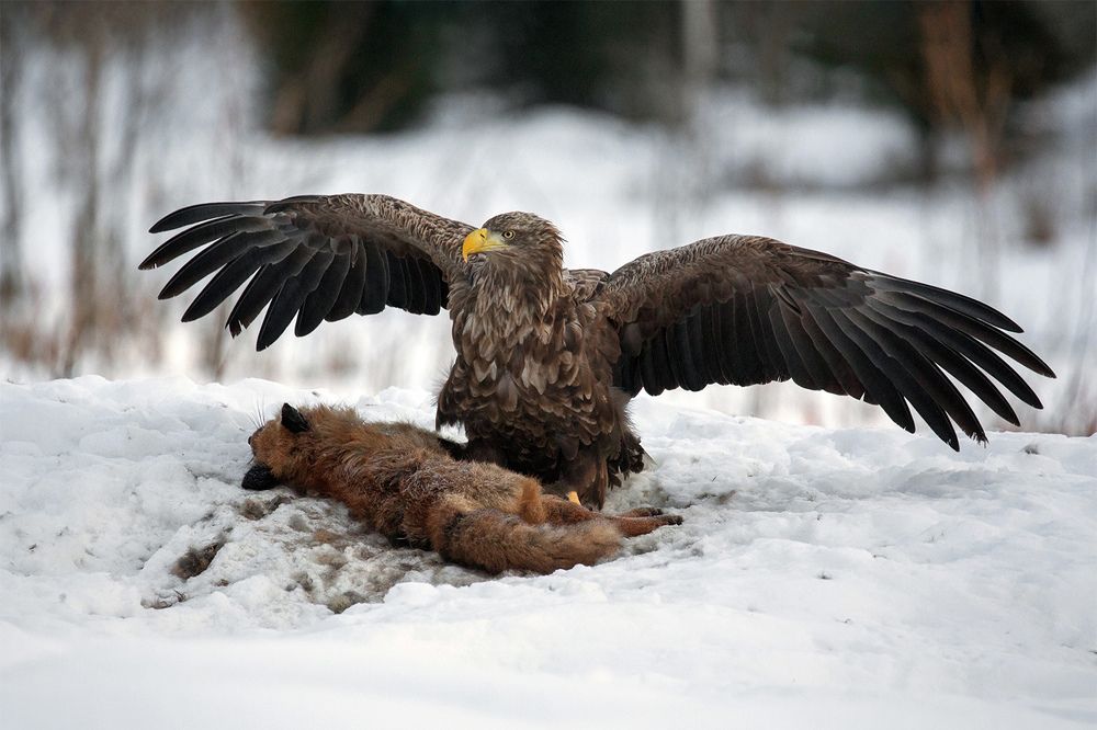 Это моя добыча!