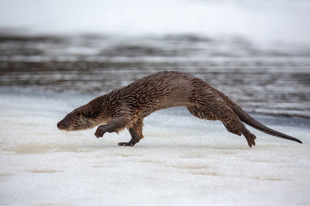 Photograph by Ольга Кузьмина