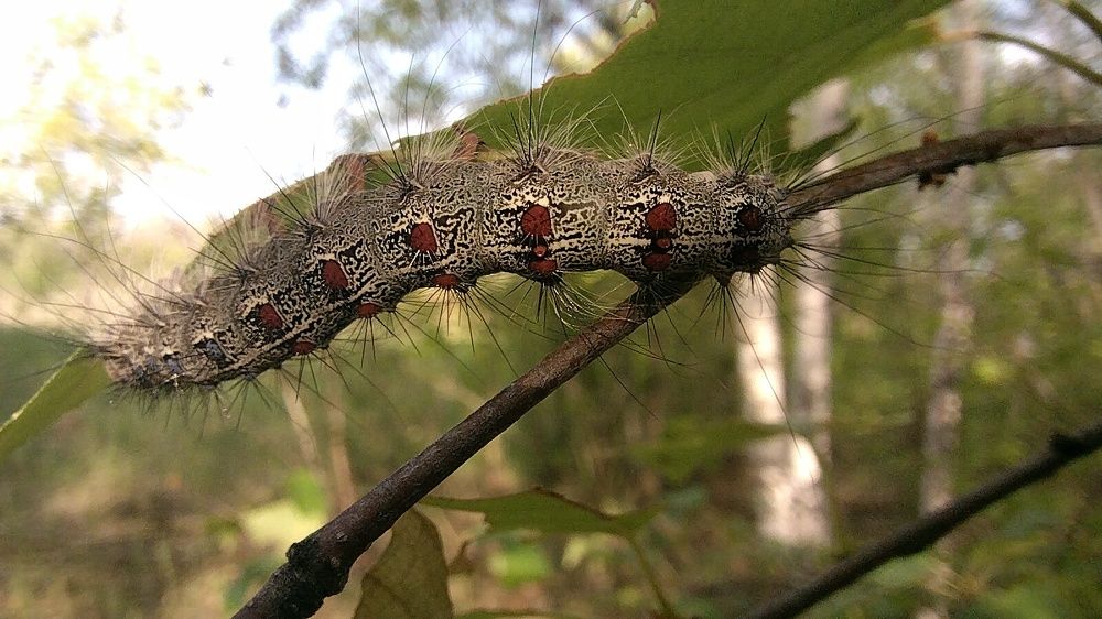 Нашествие в лесу