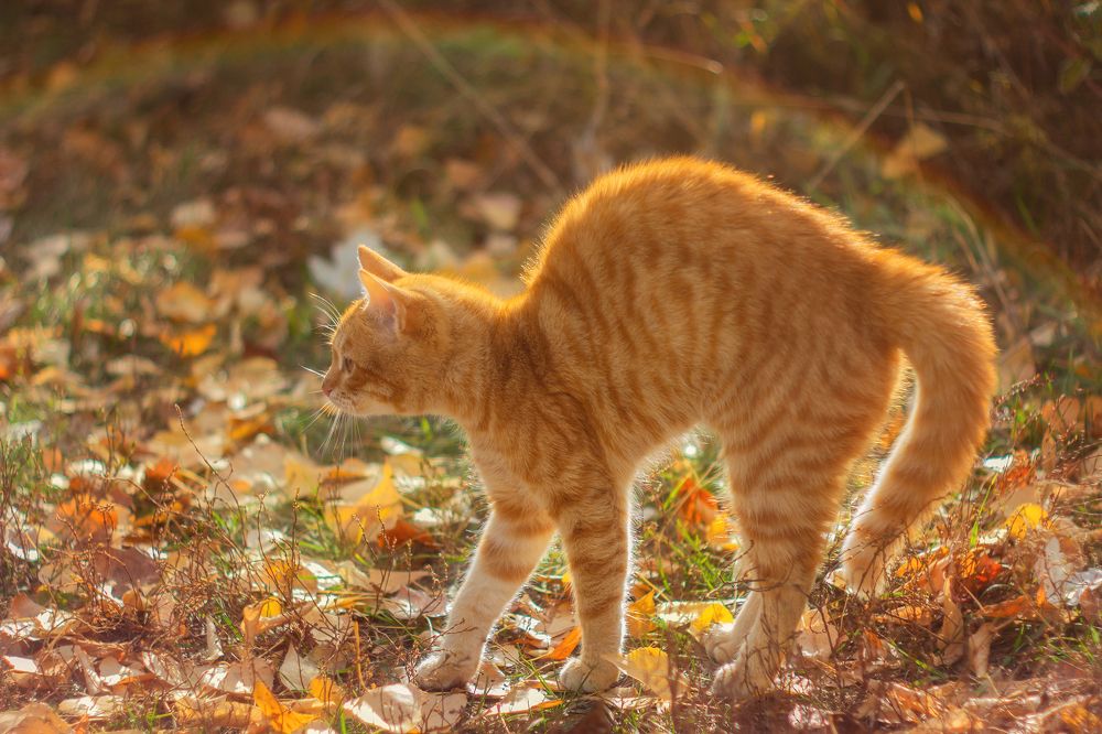 Photograph by Александр Канцур