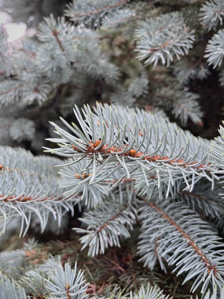 Photograph by Кристина Лацвеева