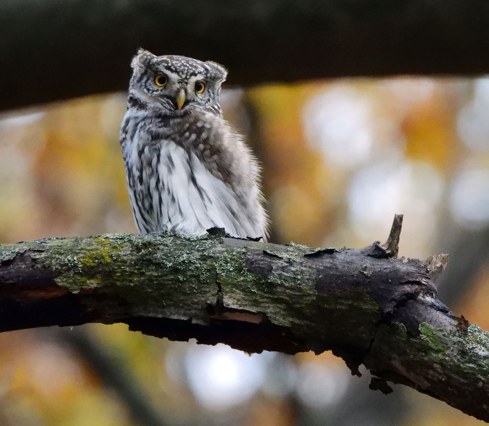Photograph by Татьяна ТУРСКАЯ
