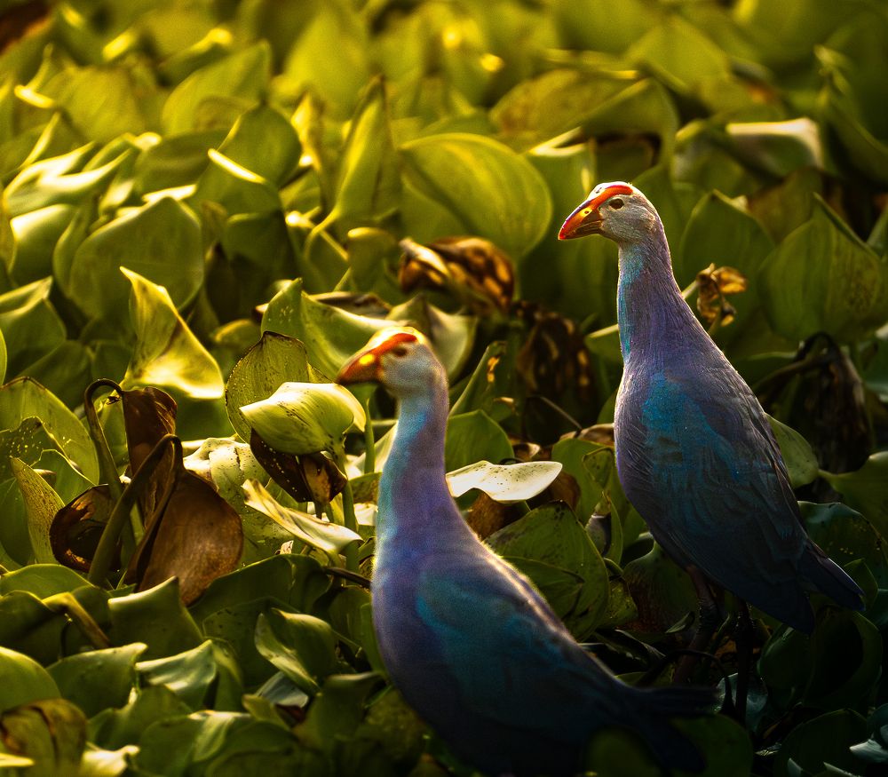 Photograph by Krishnendu Adak