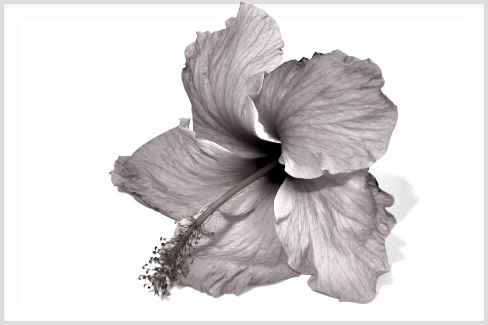 La Fleur