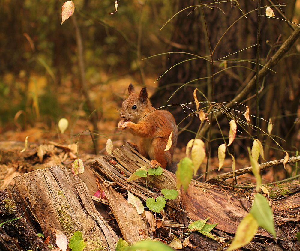 Photograph by Ольга