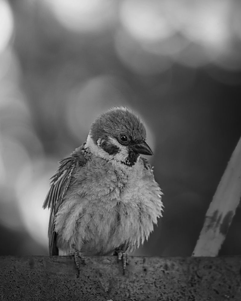 Photograph by Олег Белан