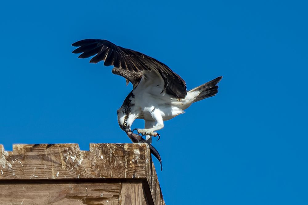 Photograph by Юлия Шурандина