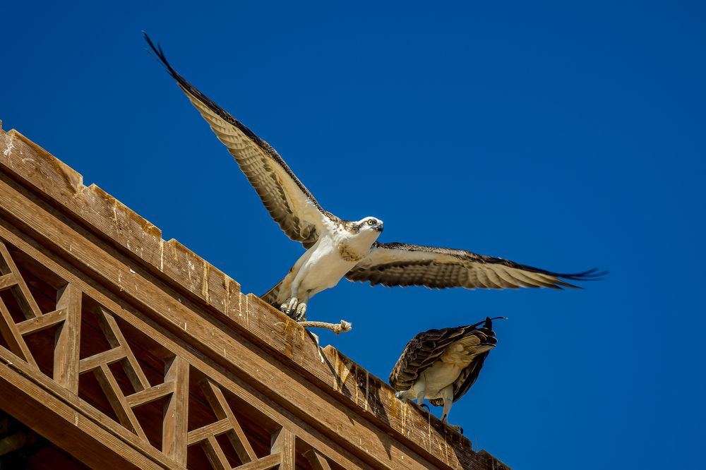 Photograph by Юлия Шурандина