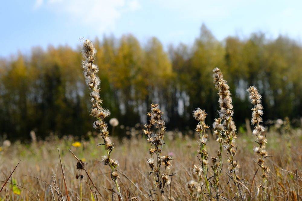 Photograph by Надежда Кангина