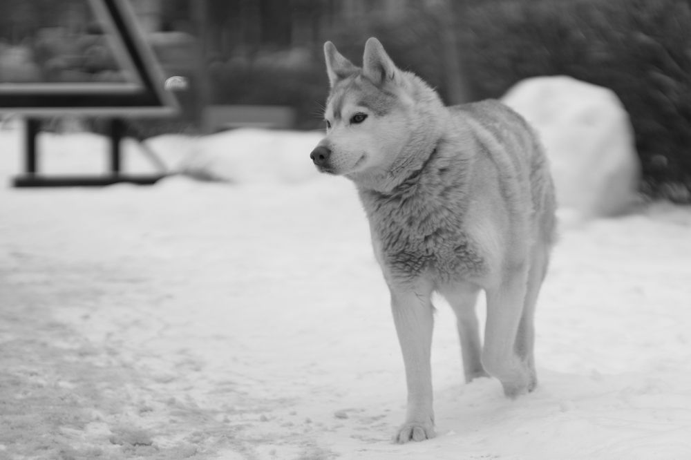 Фотография автора Сергей Затямин