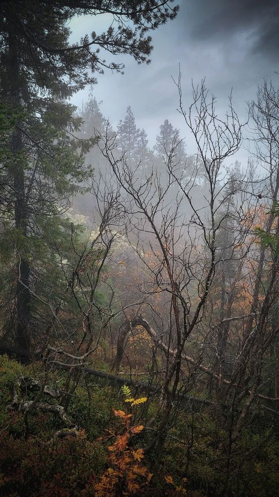 Северный лес.