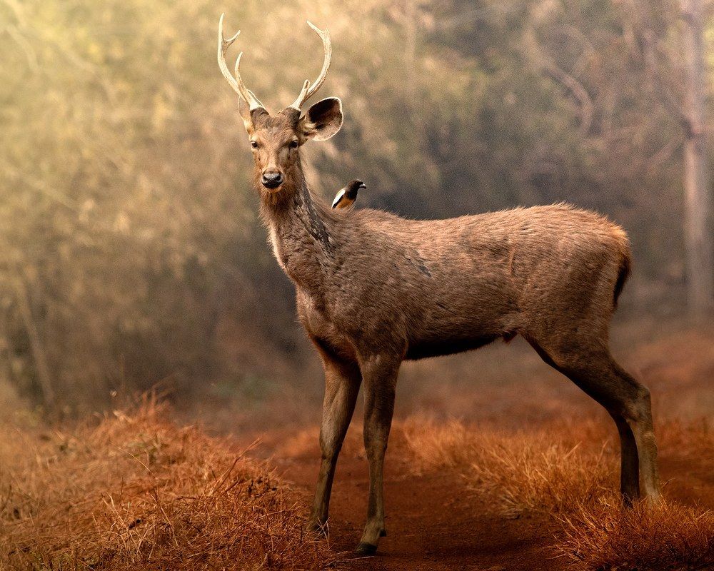 Photograph by Satadru Mondal