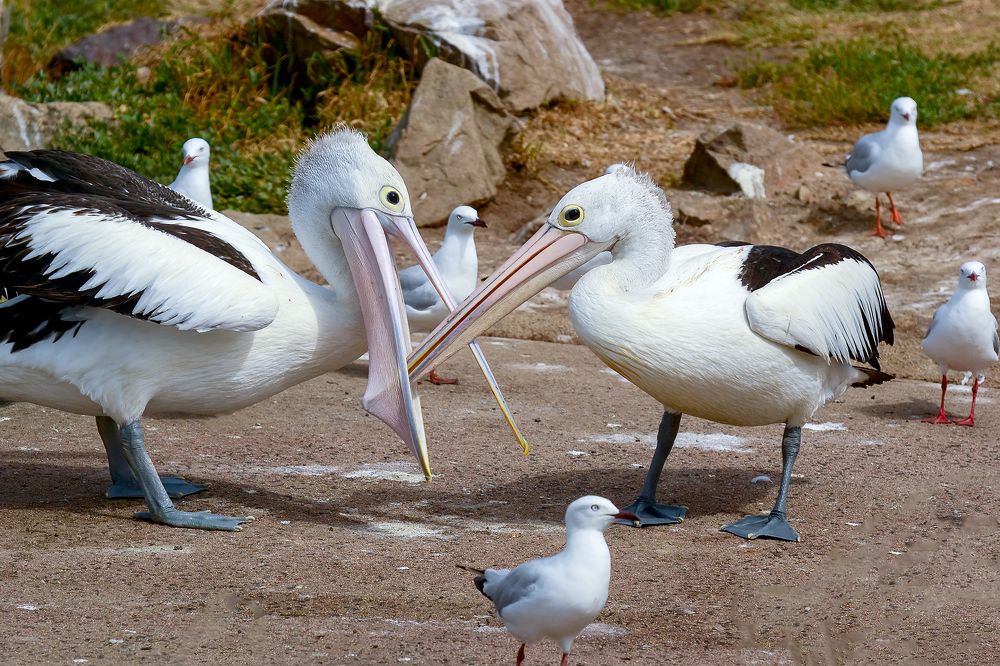 Выяснение отношений