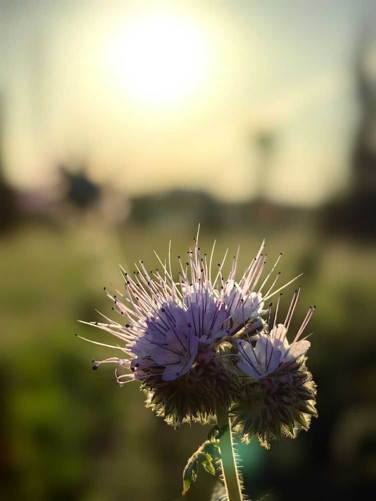 На закате августа