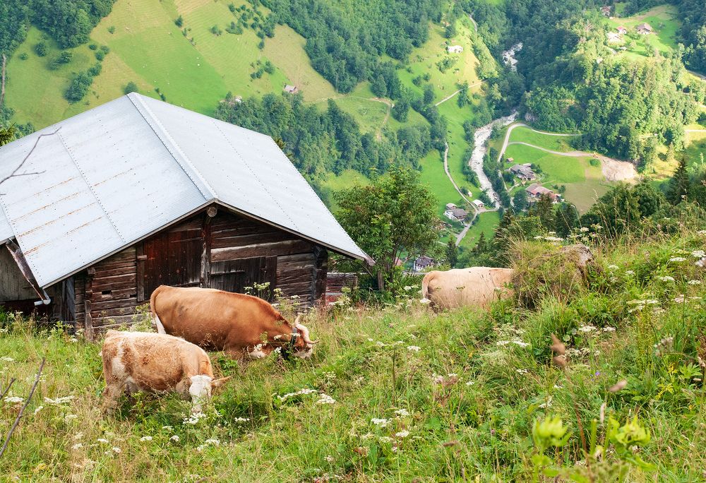 Фотография автора Сергей Сынтин