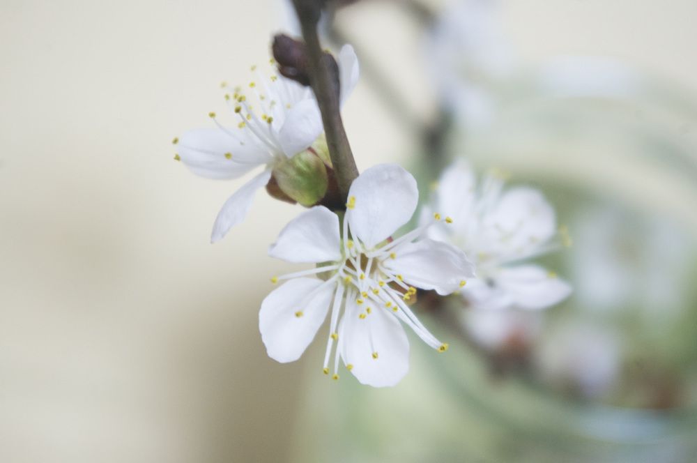 Photograph by Ксения Карижская