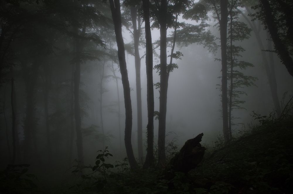 Туманный лес на горе Ахун