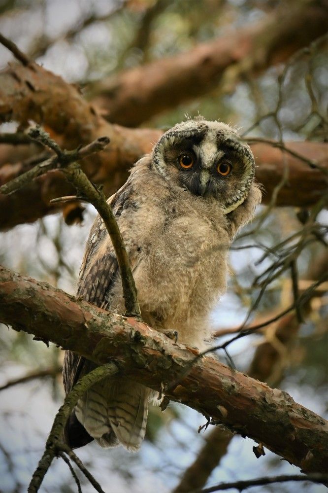 Фотография автора IRINA FILIPPOVA