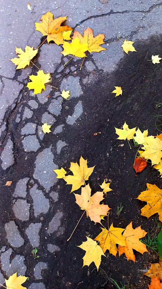 Фотография автора Ганина Галина